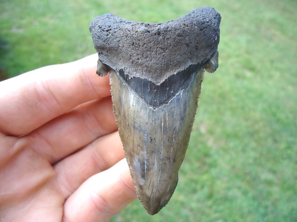 Very Unique Auriculatus Shark Tooth